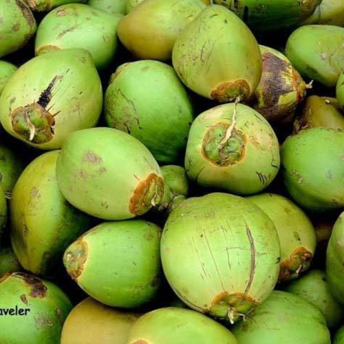 Tender Coconut