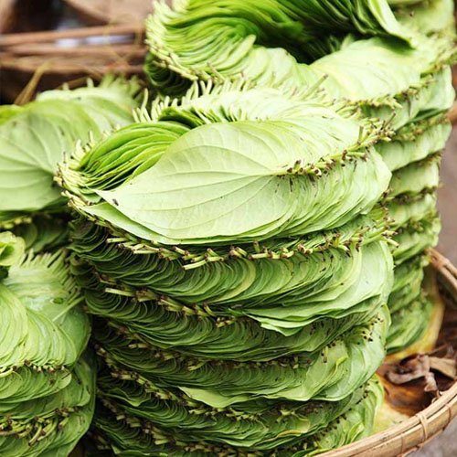 Betel Leaf